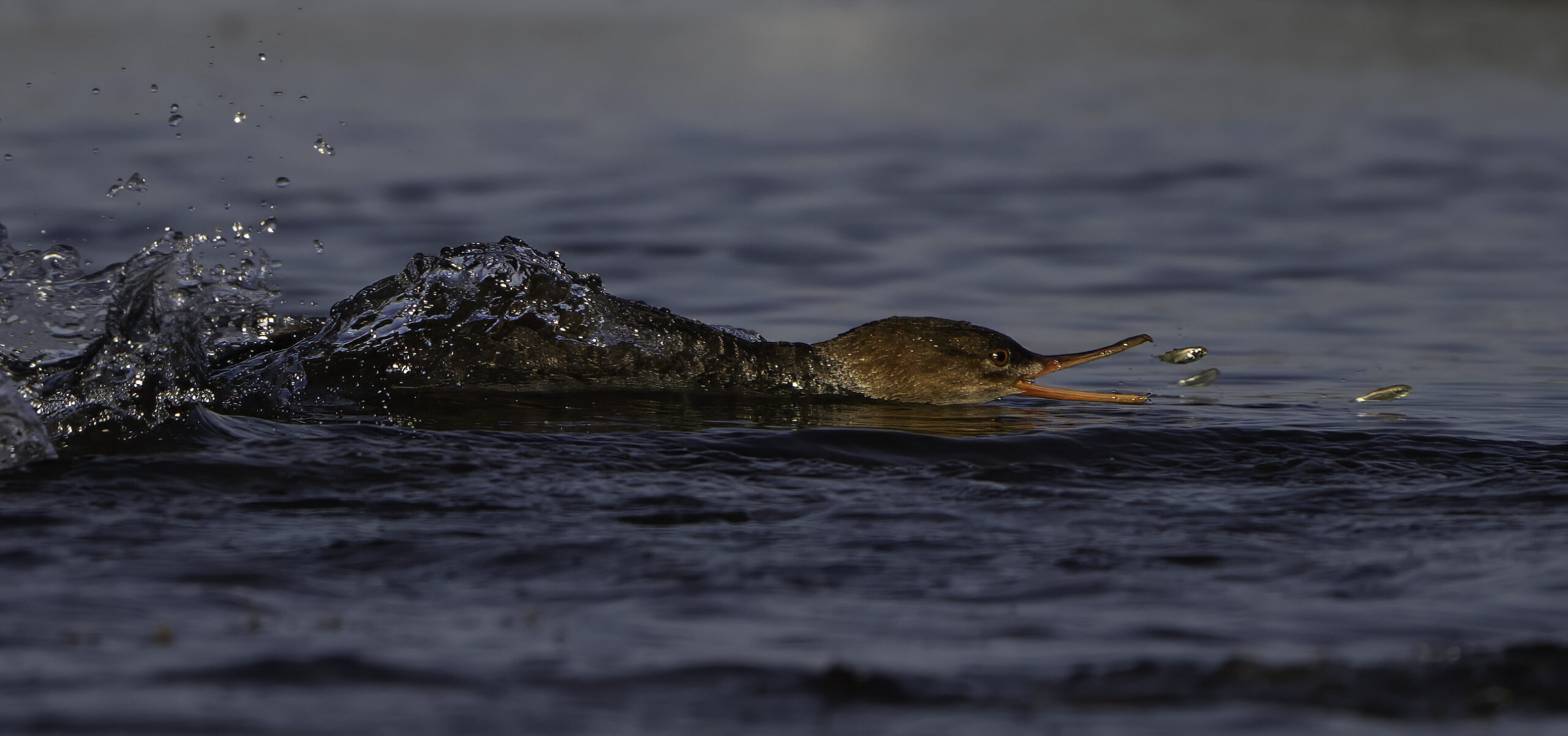 Merganser Attack #001